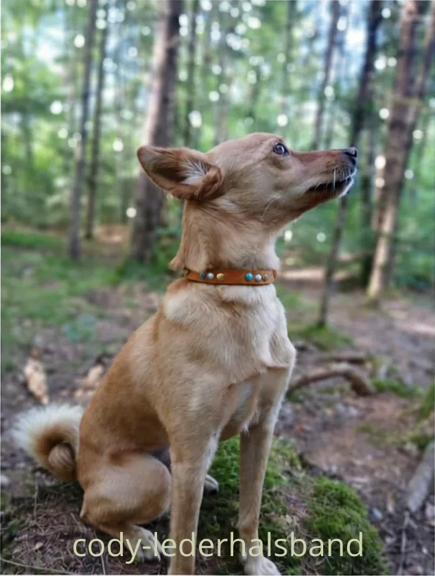 Barkfinity slide 8